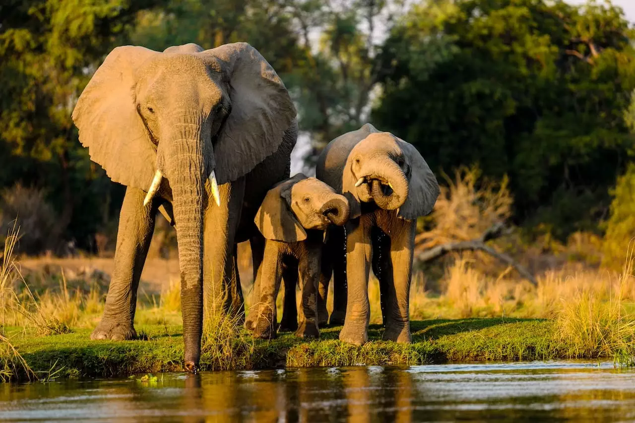 Éléphants en Côte d'Ivoire symbolisant la force et la croissance en entrepreneuriat